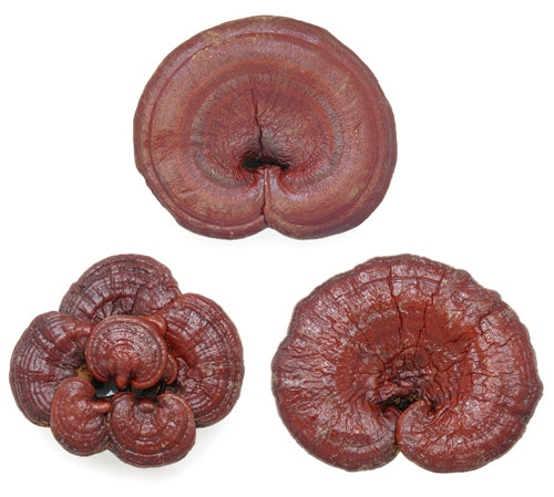 New Source for Antioxidants - Super nutrient rich mushroom are effective for healthy skin