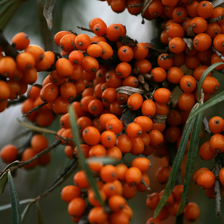 My Cayman Wonder Nutrients - Sea Buckthorn