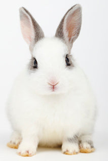 EPA Issues Draft Policy to Reduce Animal Testing for Skin Sensitization
